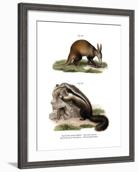 Aardvark, 1860-null-Framed Giclee Print