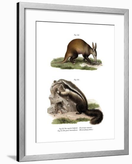 Aardvark, 1860-null-Framed Giclee Print