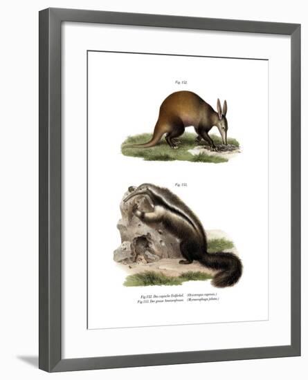 Aardvark, 1860-null-Framed Giclee Print