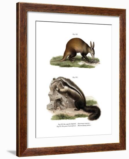 Aardvark, 1860-null-Framed Giclee Print