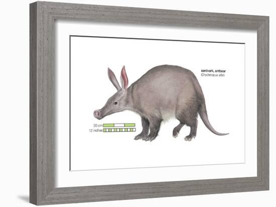 Aardvark or Antbear (Orycteropus Afer), Mammals-Encyclopaedia Britannica-Framed Art Print