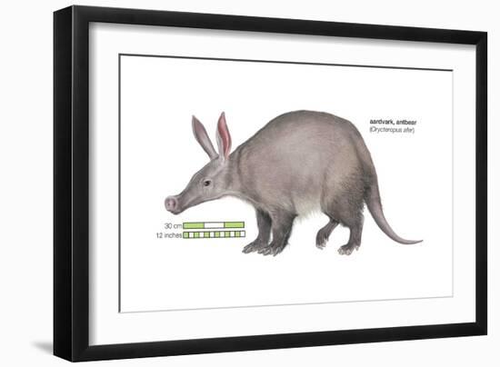 Aardvark or Antbear (Orycteropus Afer), Mammals-Encyclopaedia Britannica-Framed Art Print