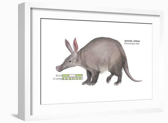 Aardvark or Antbear (Orycteropus Afer), Mammals-Encyclopaedia Britannica-Framed Art Print