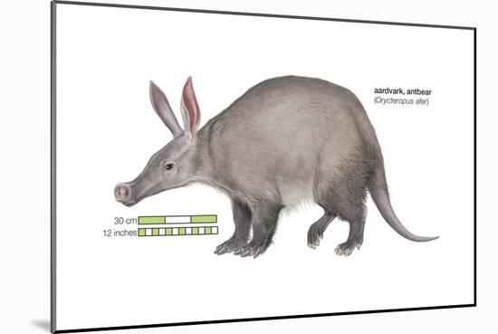 Aardvark or Antbear (Orycteropus Afer), Mammals-Encyclopaedia Britannica-Mounted Art Print