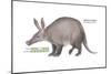 Aardvark or Antbear (Orycteropus Afer), Mammals-Encyclopaedia Britannica-Mounted Art Print