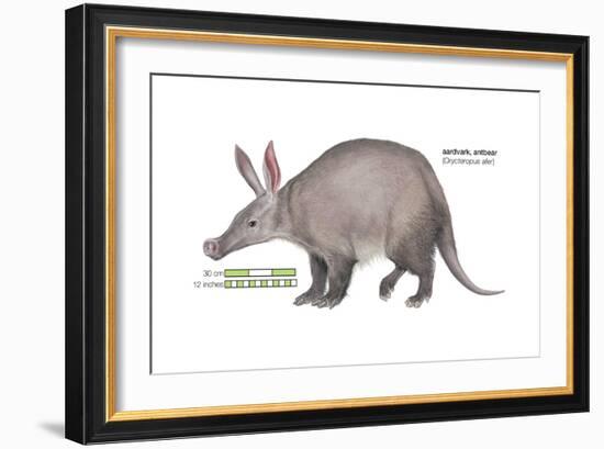 Aardvark or Antbear (Orycteropus Afer), Mammals-Encyclopaedia Britannica-Framed Art Print