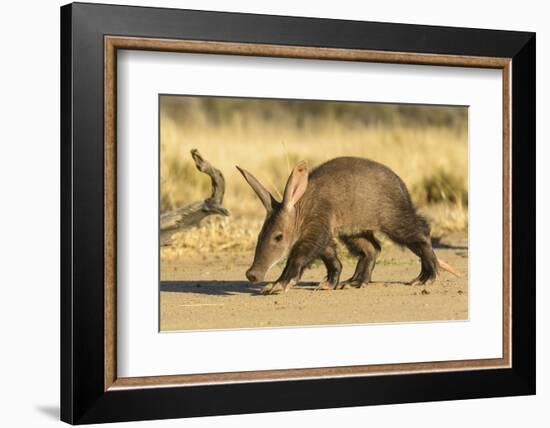 Aardvark (Orycteropus afer), young individual walking, Nambia. Captive, rescued individual-Emanuele Biggi-Framed Photographic Print