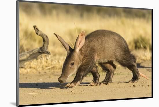 Aardvark (Orycteropus afer), young individual walking, Nambia. Captive, rescued individual-Emanuele Biggi-Mounted Photographic Print