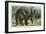 Aardvarks-null-Framed Art Print