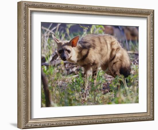 Aardwolf, Kenya, 2018-Eric Meyer-Framed Photographic Print