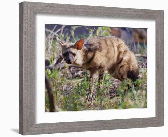 Aardwolf, Kenya, 2018-Eric Meyer-Framed Photographic Print