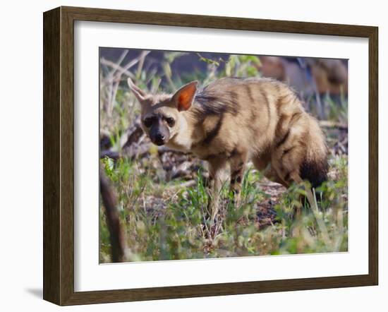 Aardwolf, Kenya, 2018-Eric Meyer-Framed Photographic Print