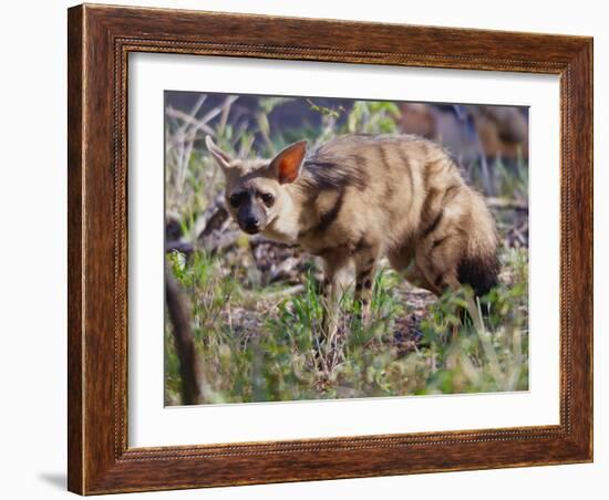 Aardwolf, Kenya, 2018-Eric Meyer-Framed Photographic Print