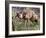 Aardwolf, Kenya, 2018-Eric Meyer-Framed Photographic Print