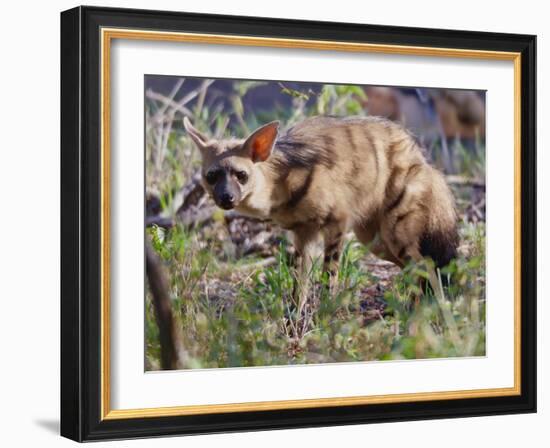 Aardwolf, Kenya, 2018-Eric Meyer-Framed Photographic Print