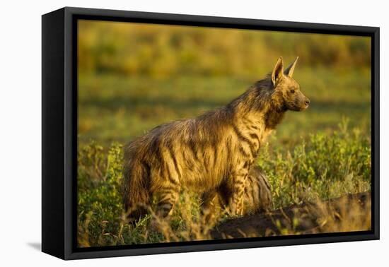 Aardwolf, Ngorongoro Conservation Area, Tanzania-Paul Souders-Framed Premier Image Canvas