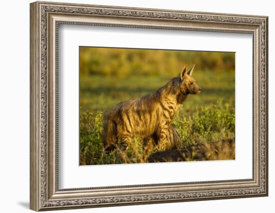 Aardwolf, Ngorongoro Conservation Area, Tanzania-Paul Souders-Framed Photographic Print