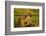 Aardwolf, Ngorongoro Conservation Area, Tanzania-Paul Souders-Framed Photographic Print