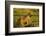 Aardwolf, Ngorongoro Conservation Area, Tanzania-Paul Souders-Framed Photographic Print