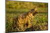 Aardwolf, Ngorongoro Conservation Area, Tanzania-Paul Souders-Mounted Photographic Print