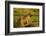 Aardwolf, Ngorongoro Conservation Area, Tanzania-Paul Souders-Framed Photographic Print