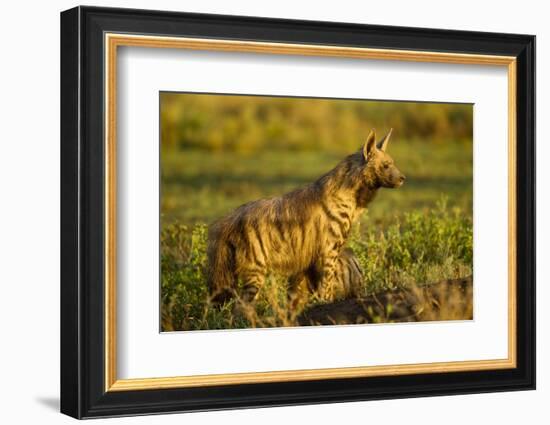 Aardwolf, Ngorongoro Conservation Area, Tanzania-Paul Souders-Framed Photographic Print