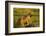 Aardwolf, Ngorongoro Conservation Area, Tanzania-Paul Souders-Framed Photographic Print