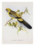 Trogon Mexicanus-Aaron Ashley-Art Print