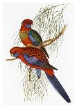 Trogon Ambiguus-Aaron Ashley-Art Print