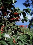 Close-up of Coffee Plant and Beans, Lago Atitlan (Lake Atitlan) Beyond, Guatemala, Central America-Aaron McCoy-Photographic Print