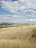 Farmland Off Highway 84, Near Pendleton, Oregon, United States of America, North America-Aaron McCoy-Photographic Print