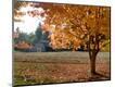 Photographic Print