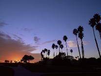 Palm Trees in Silhouette in Park on Bluff Overlooking the Pacific Ocean, Santa Barbara, California-Aaron McCoy-Photographic Print