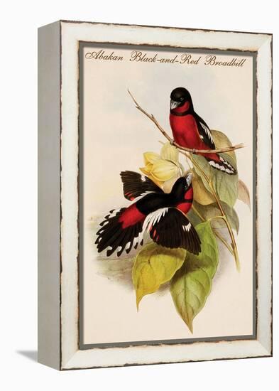 Abakan Black-And-Red Broadbill-John Gould-Framed Stretched Canvas