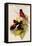 Abakan Black-And-Red Broadbill-John Gould-Framed Stretched Canvas