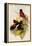 Abakan Black-And-Red Broadbill-John Gould-Framed Stretched Canvas