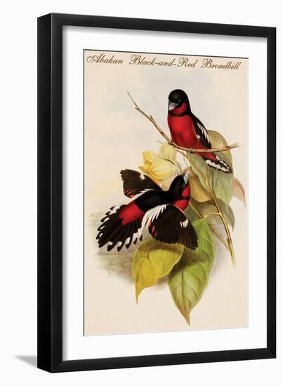 Abakan Black-And-Red Broadbill-John Gould-Framed Art Print