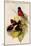 Abakan Black-And-Red Broadbill-John Gould-Mounted Art Print