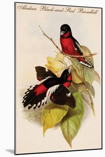 Abakan Black-And-Red Broadbill-John Gould-Mounted Art Print