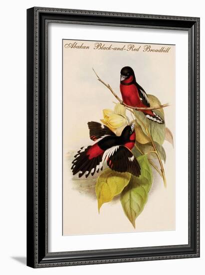 Abakan Black-And-Red Broadbill-John Gould-Framed Art Print