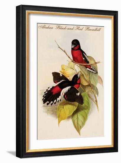 Abakan Black-And-Red Broadbill-John Gould-Framed Art Print