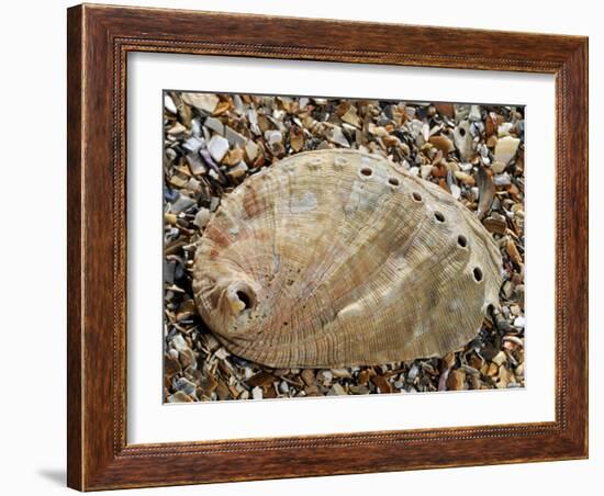 Abalone Common Ormer Lamellose Ormer Shell on Beach, Mediterranean, France-Philippe Clement-Framed Photographic Print