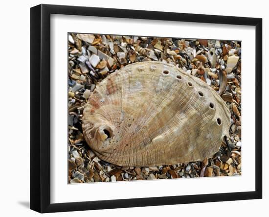 Abalone Common Ormer Lamellose Ormer Shell on Beach, Mediterranean, France-Philippe Clement-Framed Photographic Print
