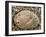 Abalone Common Ormer Lamellose Ormer Shell on Beach, Mediterranean, France-Philippe Clement-Framed Photographic Print