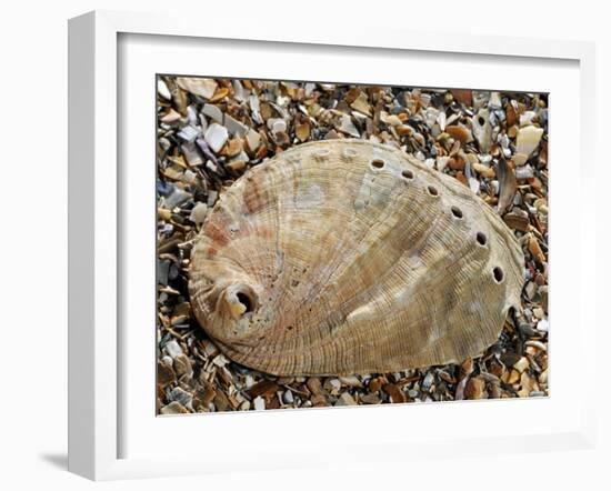 Abalone Common Ormer Lamellose Ormer Shell on Beach, Mediterranean, France-Philippe Clement-Framed Photographic Print