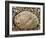 Abalone Common Ormer Lamellose Ormer Shell on Beach, Mediterranean, France-Philippe Clement-Framed Photographic Print