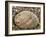 Abalone Common Ormer Lamellose Ormer Shell on Beach, Mediterranean, France-Philippe Clement-Framed Photographic Print