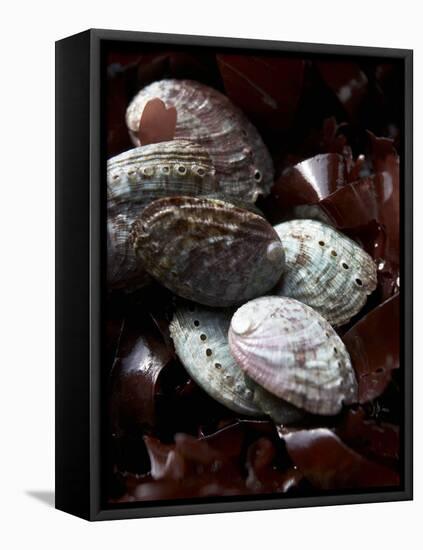 Abalone (Sea Snail) with Seaweed-Joerg Lehmann-Framed Premier Image Canvas