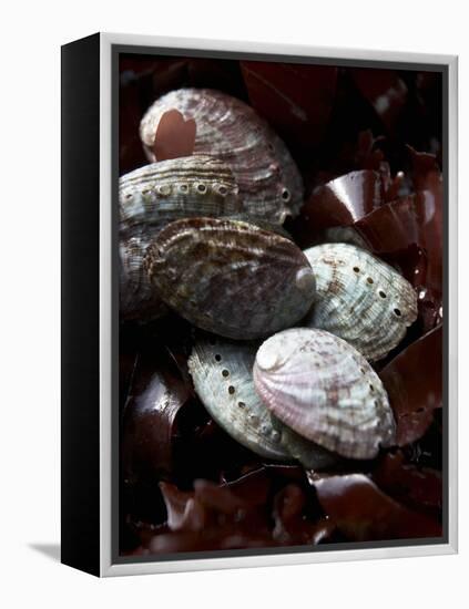 Abalone (Sea Snail) with Seaweed-Joerg Lehmann-Framed Premier Image Canvas