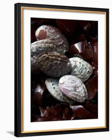 Abalone (Sea Snail) with Seaweed-Joerg Lehmann-Framed Photographic Print